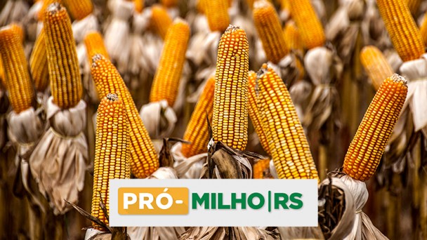 Campo com espigas de milho visíveis e título Pró-milho/RS