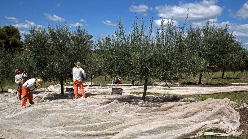 Em 2019, foram colhidas 1,55 mil toneladas de azeitonas no Rio Grande do Sul