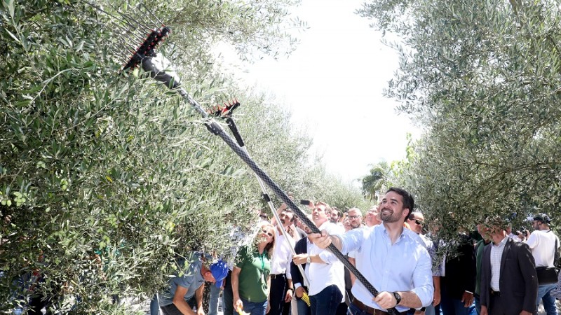 Além de importantes para a gastronomia, a produção de azeite e o cultivo das oliveiras são atrativo turístico, afirmou Leite