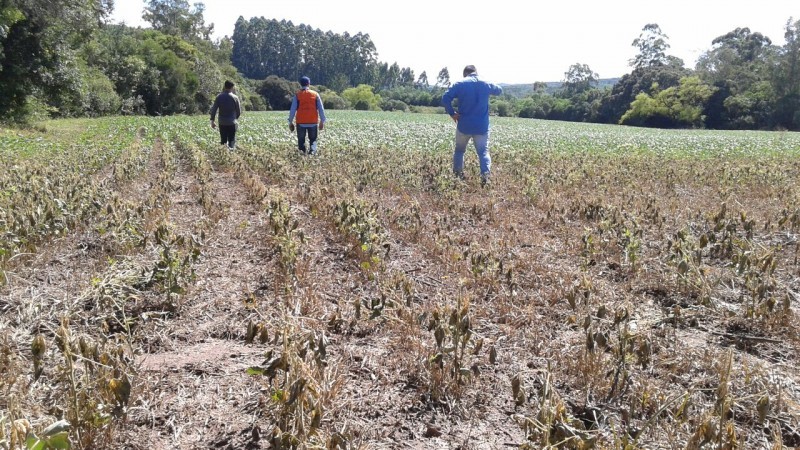 3.518 perícias em lavouras de milho e 3.435 nas de soja foram realizadas pela Emater-RS desde dezembro