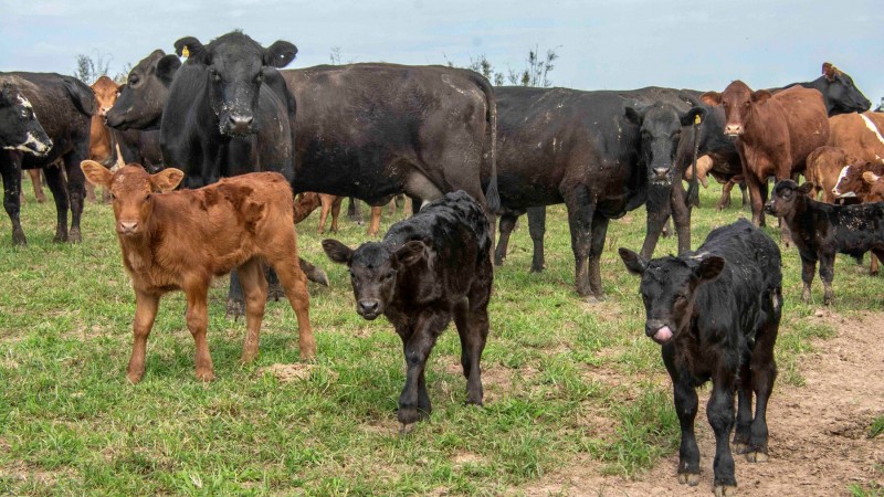 Mercado virtual oferece oportunidades de comercialização para pecuaristas, mas é preciso atenção a detalhes para atrair clientes