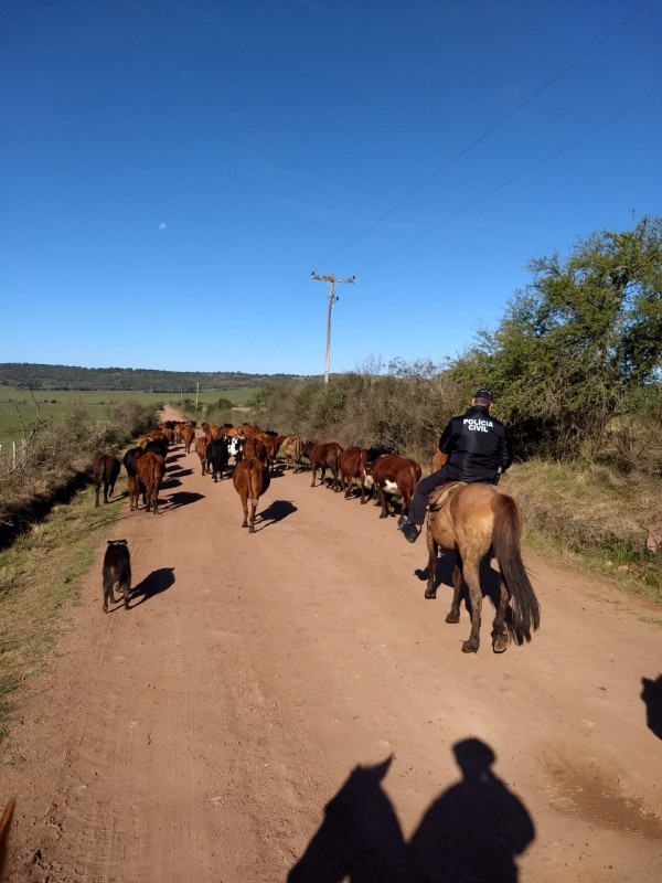 Operação Colônia contou com 8 equipes da Secretaria da Agricultura