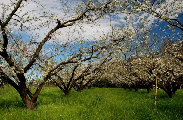 Cultivares de ameixeira foram avaliadas