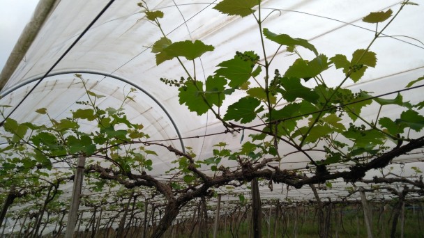 Videira em cultivo protegido