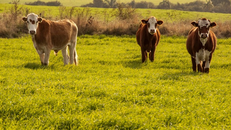 Programa Sementes Forrageiras vai atender agricultores das cadeias produtivas de leite e pecuária de corte de 92 municípios gaúchos.