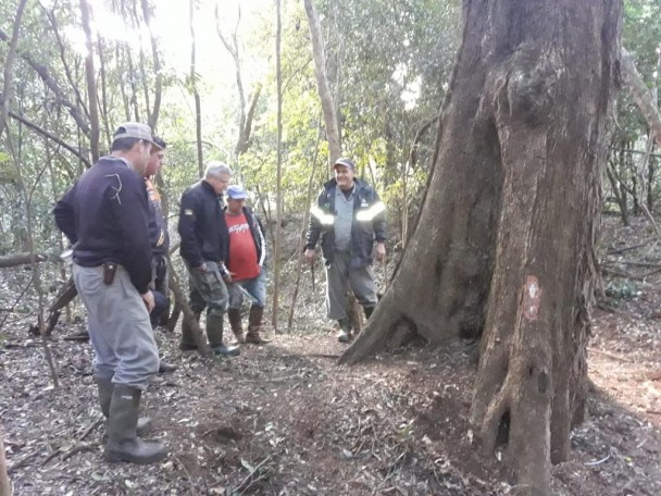 Equipe de localização de colônia de morcegos hematófagos em oco de árvore, no município de Itacurubi