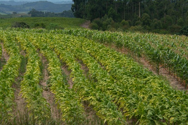 O Rio Grande do Sul, em conjunto com Santa Catarina e Paraná, responde por 98% da produção de tabaco do país. 