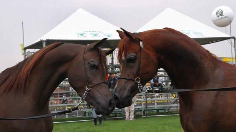 Lance Rural transmite o Cavalo Crioulo na EXPOINTER ao vivo e