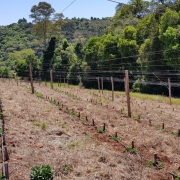 Produtor Fábio Mezzomo cultiva lúpulo no município de Serafina Corrêa