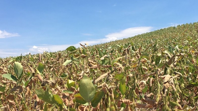 Plantio da soja foi concluído e está com 4% da área cultivada já em maturação