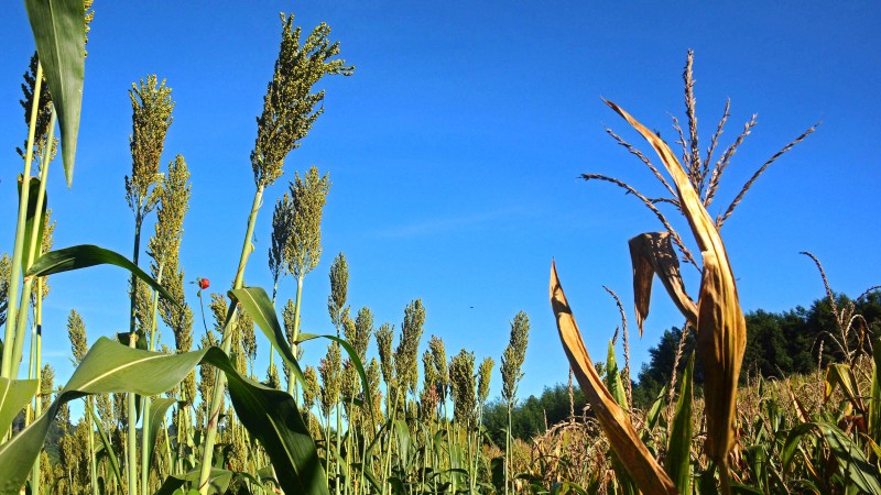 Programa Troca-Troca de milho e sorgo vai oferecer 12 cultivares de milho híbrido convencional, 19 cultivares de milho híbrido transgênico e sorgo