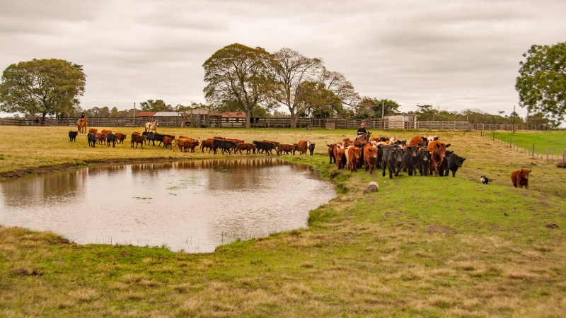 Universo Pecuária será palco de discussões sobre a pecuária, tendo como viés o agronegócio no contexto da sustentabilidade