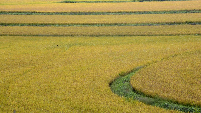 Regionais Zona Sul e Fronteira Oeste atingiram 100% da área já plantada