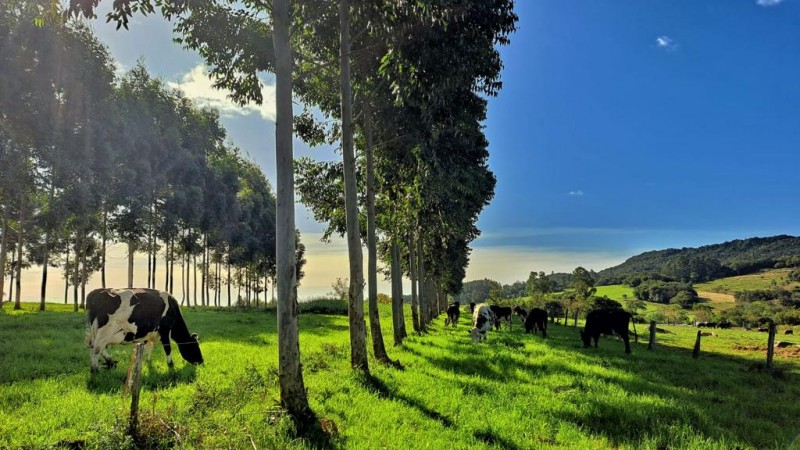 vacas pastando entre árvores