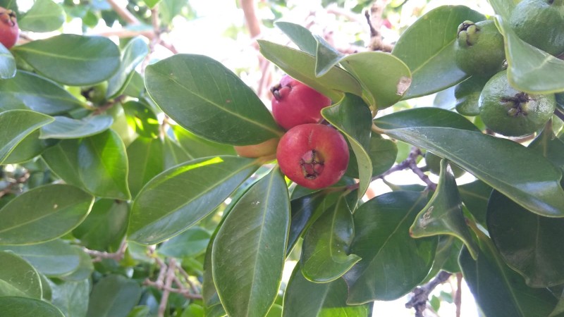 araçá vermelho