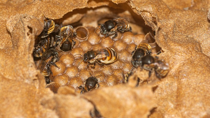 Abelhas sem ferrão com a rainha  Foto Fernando Dias Seapi