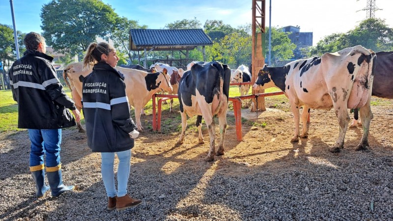 44ª Feira do Terneiro, Terneira e da Vaquilhona 