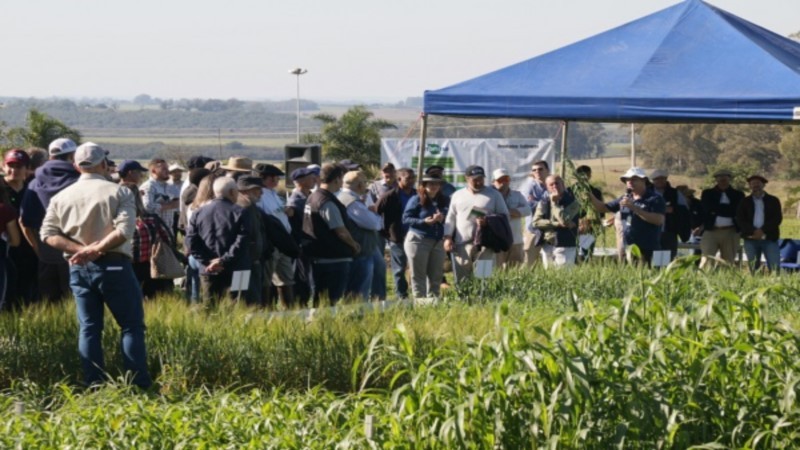 Dia de Campo Embrapa   Felipe Rosa