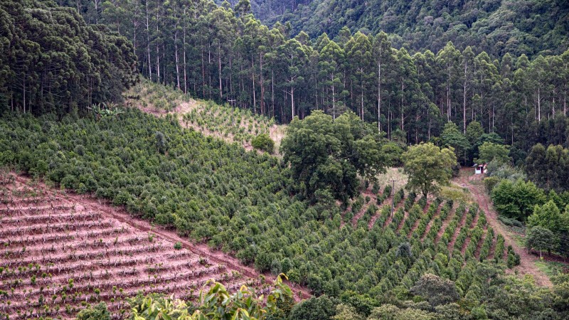 Erval no município de Fontoura Xavier, 4º maior produtor de erva-mate do RS