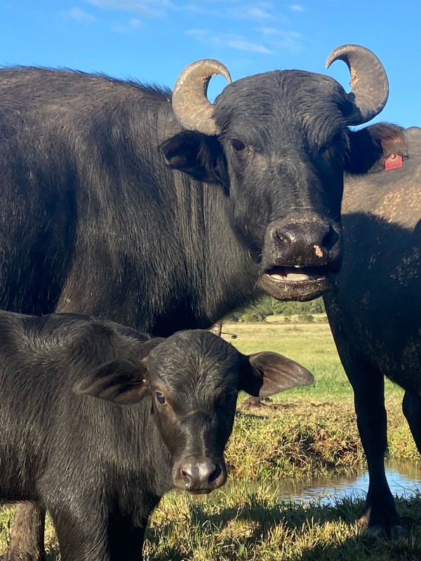 Búfalos da Fazenda O Butiá, de Itapuã, da criadora Desirée Möller