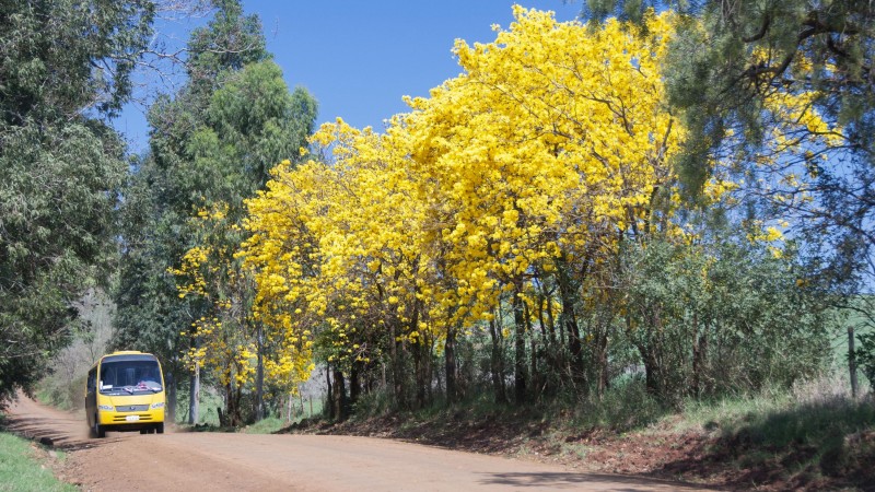 ipê amarelo 00 (1)