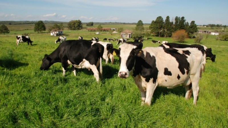 Campo com vacas holandesas pastando
