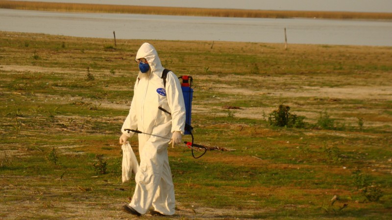 Equipes recolhem material na Estação Ecológica do Taim para detecção da influenza aviária