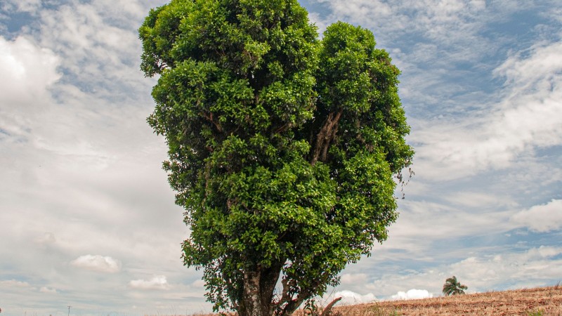 árvore grande no meio do campo de erva-mate