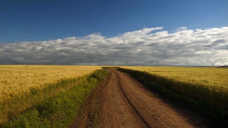 Caminho de terra em meio a um campo de trigo, céu azul com nuvens brancas ao fundo