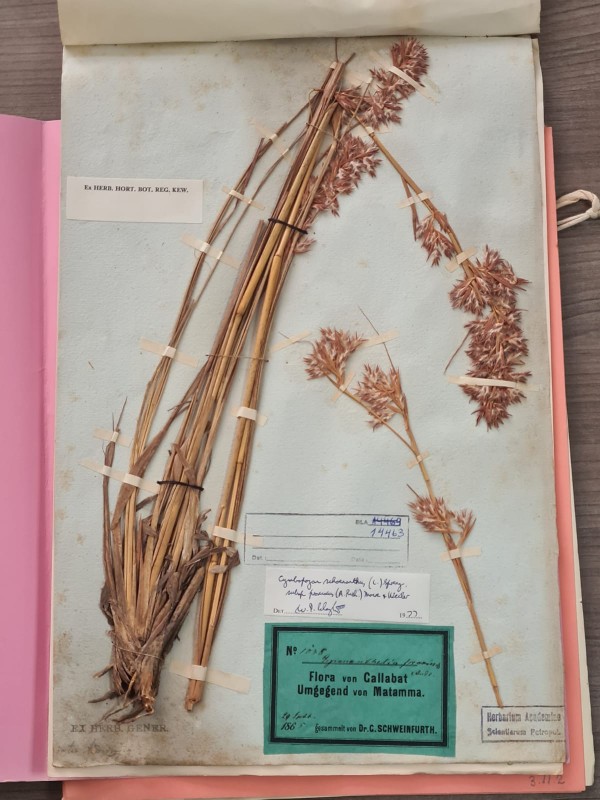 Exsicata mais antiga do Herbário BLA data de 1865, uma gramínea do Sudão