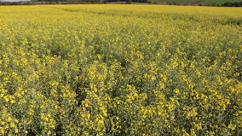 Canola   Santa rosa   foto Jose Schafer  