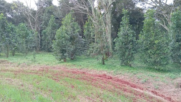 Erval da família Friderich da Cruz, na Linha Passo Raso, em Palmeira das Missões. 