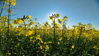 Cultivo de canola no município de Giruá