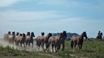 cavalos red