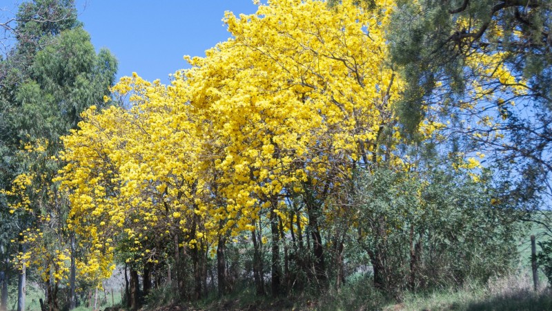 árvore ipe amarelo primavera