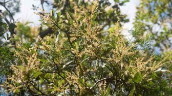 O mel branco é produzido a partir das flores da árvore carne-de-vaca (Clethra scabra), nos municípios de Cambará, Jaquirana e São José dos Ausentes