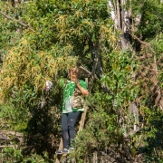 Pesquisadora do DDPA no trabalho de coleta na árvore carne de vaca