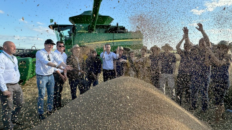 Abertura da colheita do trigo safra 2023 2024 produto jogado alto no município de Cruz Alta out 2024