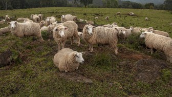 Dados da Seapi apontam que nos 49 municípios da Serra Gaúcha existem 2.682 propriedades com ovinos