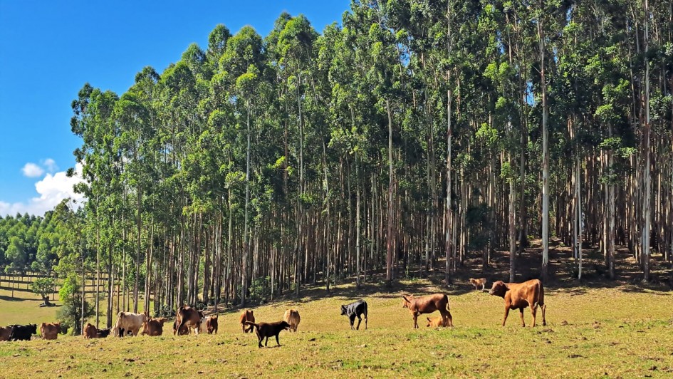 Sistema de integração lavoura pecuária floresta desenvolvido em Agudo