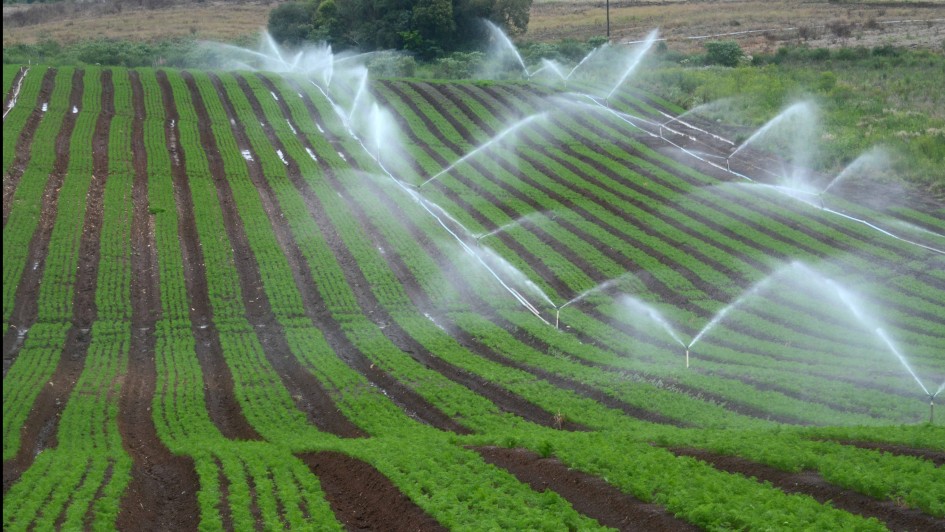 Na linha de crédito Proirriga, quase 20% dos recursos foram financiados por produtores gaúchos