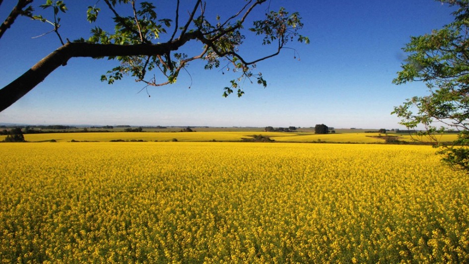 31141030 canola 04 ok