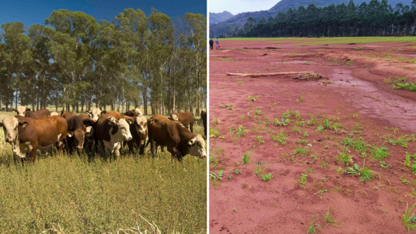 Sistemas agroflorestais e recuperação do solo pós-enchente são alguns temas dos projetos aprovados