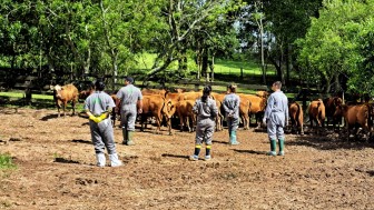 monitoramento serviço veterinario oficial na propriedade