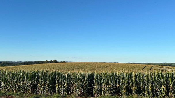 Plantação de milho na Granja Busnello, em Paulo Bento. A expectativa é de colher 200 sacas por hectare.