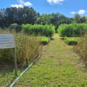 Manhã de Campo no CEFLOR, em Santa Maria