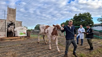 Vaca 951, uma das primeiras a desembarcar na Fenasul Expoleite, e o produtor Juliano  site  Foto Fernando Dias Seapi