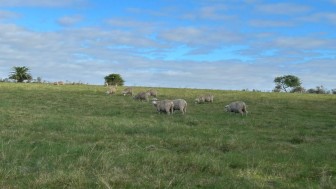 ovelhas no campo