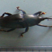 Revena plaumanni   besouro do butiá