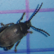 Pachymerus bridwelli besouro do butiá